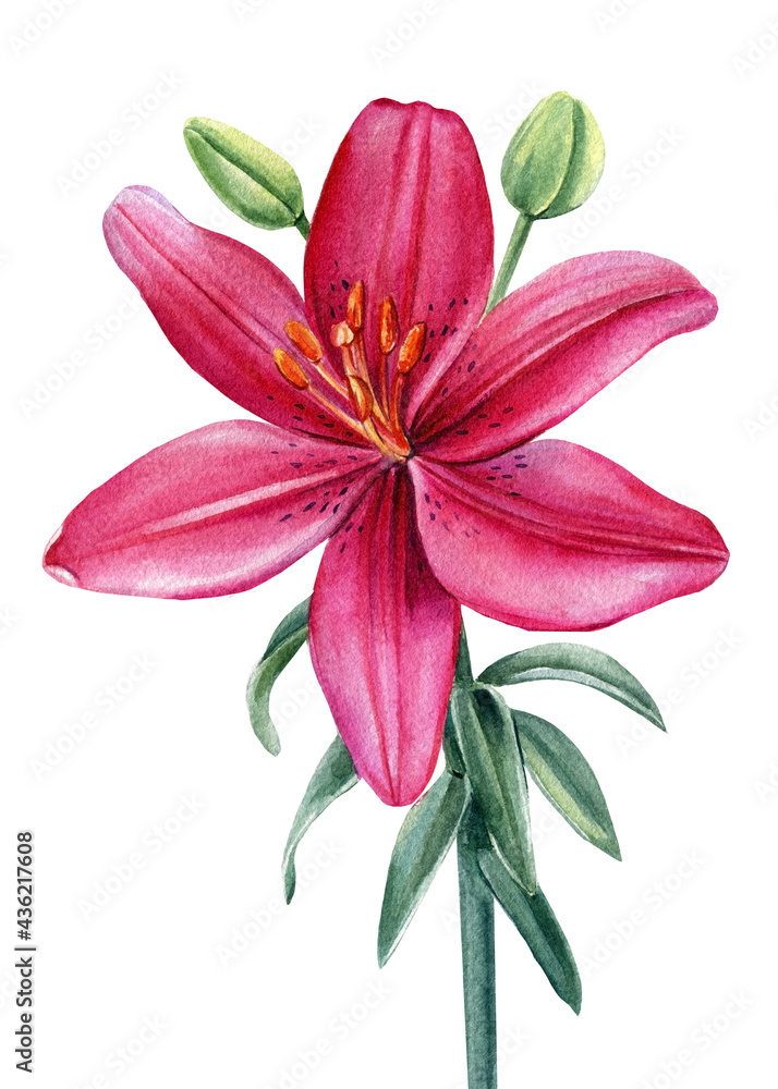 Pink flower, lily on white background, watercolor botanical illustration