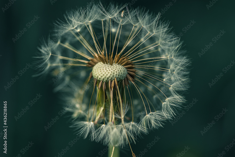 Fototapeta premium dmuchawiec w dużym zbliżeniu w zimnych barwach