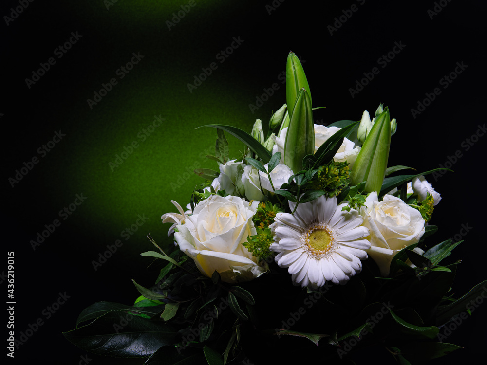 Obraz premium Strauß mit grünem Hintergrundlicht