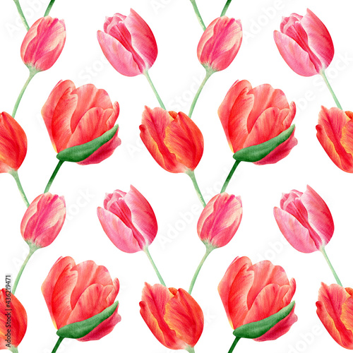 Seamless tulips pattern. Botanical illustration with red and pink spring flowers