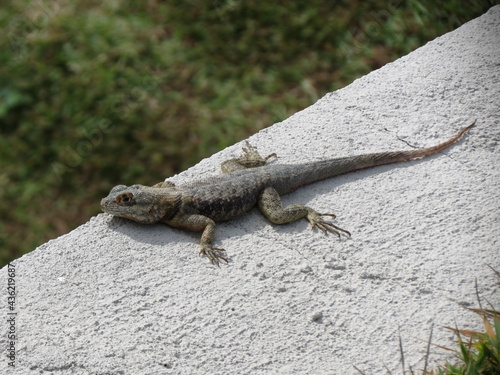 Lizard