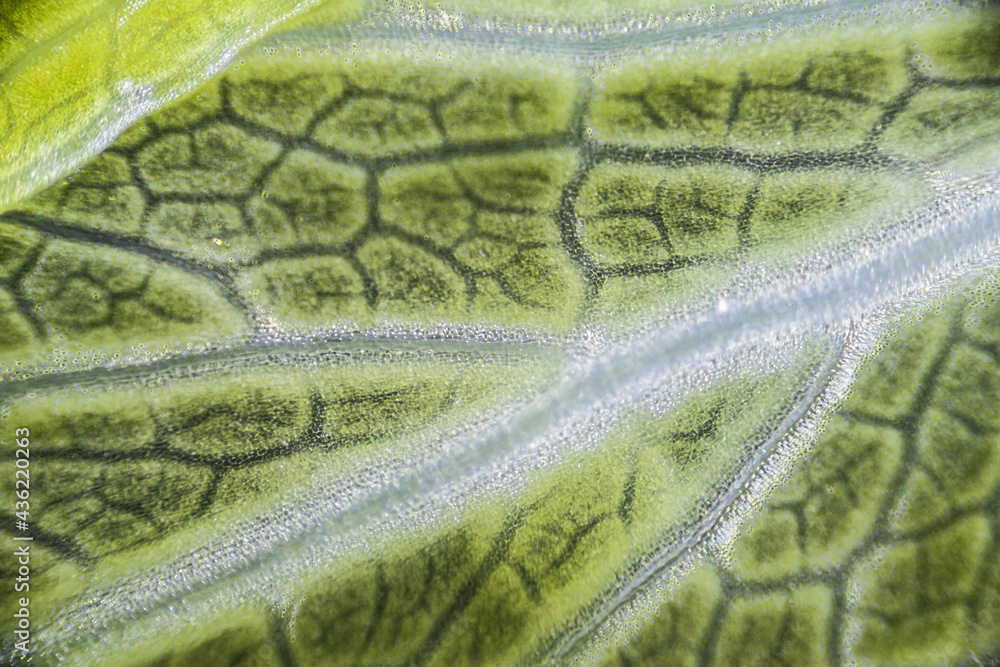 Green celery leaf macro under the microscope with a magnification of 40 times, objective 4 Green celery leaf macro under the microscope with a magnification of 40 times, objective 4