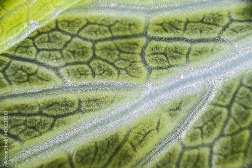 Green celery leaf macro under the microscope with a magnification of 40 times, objective 4