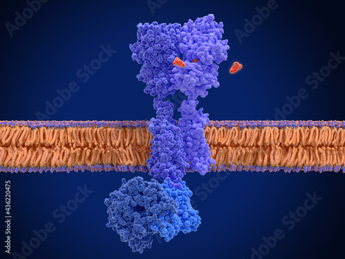 Activation of the GABA B receptor by the agonist baclofen photo