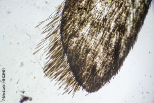 Ephestia elutella, wing of grain moth with scales macro close up under the light microscope, magnification of 40 times, microscope objective 4