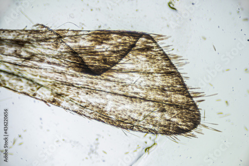 Ephestia elutella, wing of grain moth with scales macro close up under the light microscope, magnification of 40 times, microscope objective 4