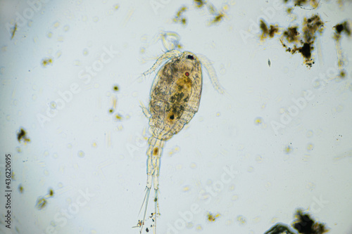 Copepod Cyclops is small crustacean found in freshwater pond. Zooplankton, micro crustacean under the light microscope. Magnification of 100 times, microscope objective 10