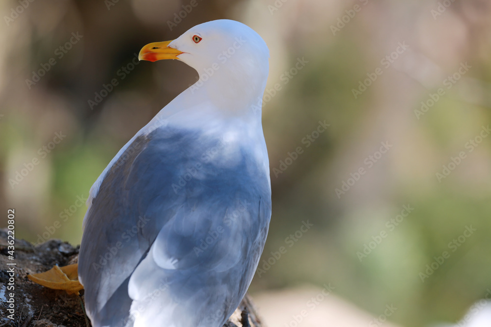 white seagulls birds near the sea white seagulls birds near the sea