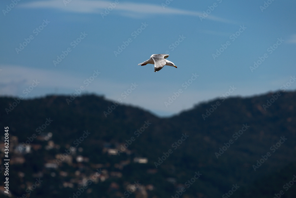 white seagulls birds near the sea