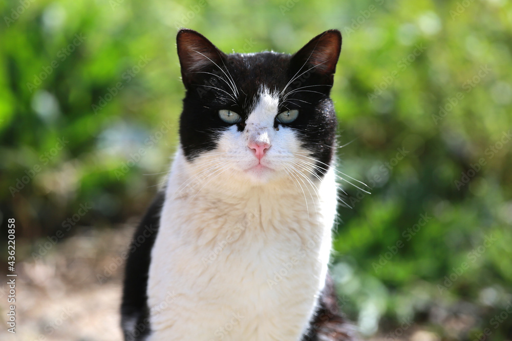 black and white street cat animal black and white street cat animal