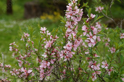 flowers in the field