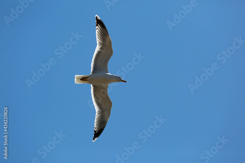 white seagulls birds near the sea
