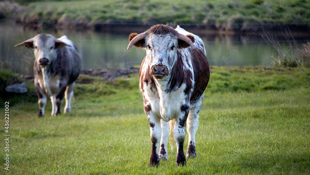 English Longhorn Cattle standing in a meadow
