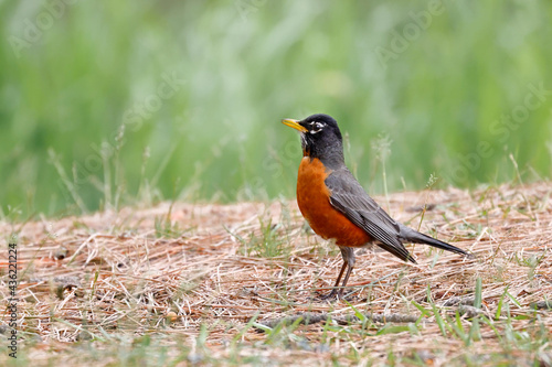 American Robin stands in grass.
