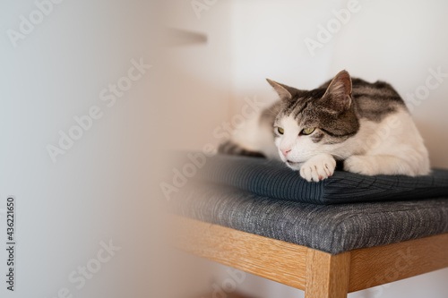Beautiful pensive looking cat resting in chair