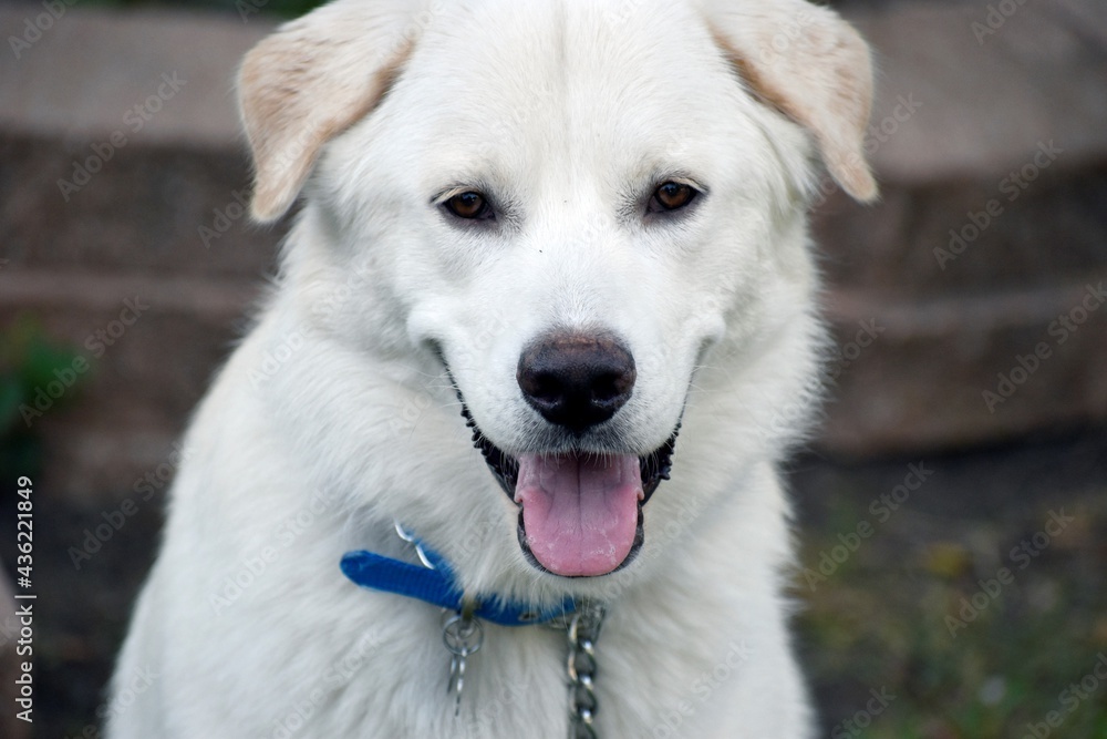The Great Pyrenees The Great Pyrenees