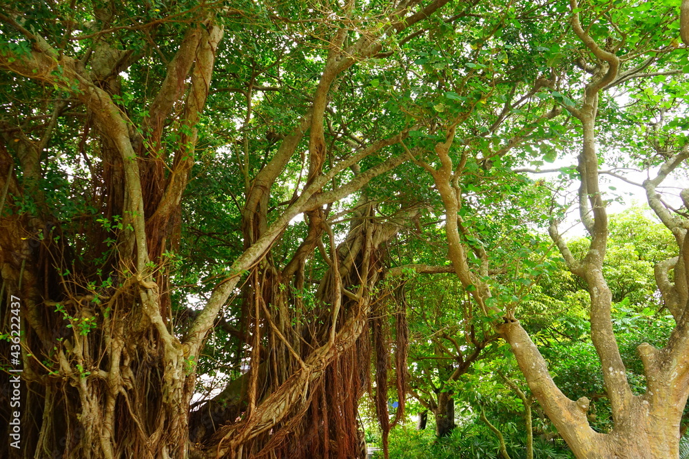 Banyan tree in Okinawa, Japan - 沖縄 ガジュマルの木 