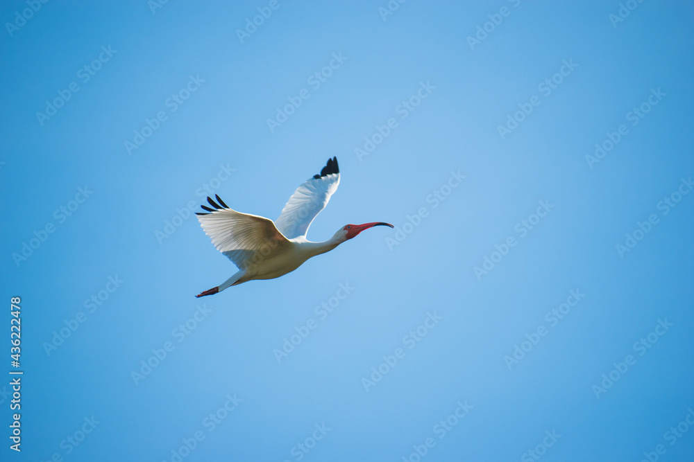 Obraz premium A beautiful White Ibis flies above at a nature preserve in Florida.