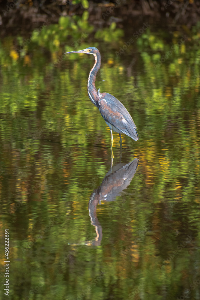 A Tri-Colored Heron stalks prey in the shallow waters in a Tampa Bay, Florida nature preserve. 