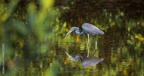A Tri-Colored Heron stalks prey in the shallow waters in a Tampa Bay, Florida nature preserve. 