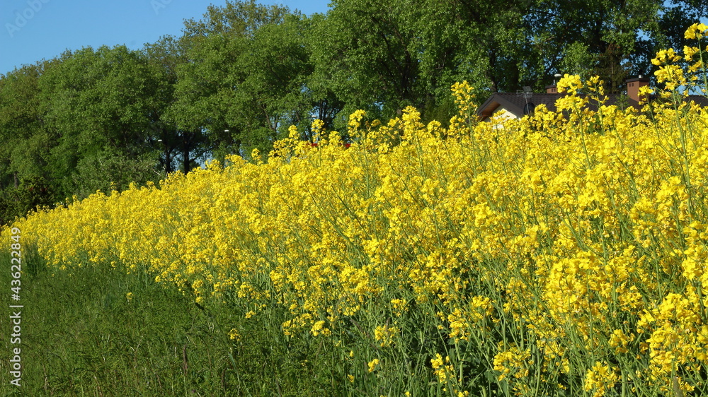 Fototapeta premium Landscape with rapeseed on a sunny day.