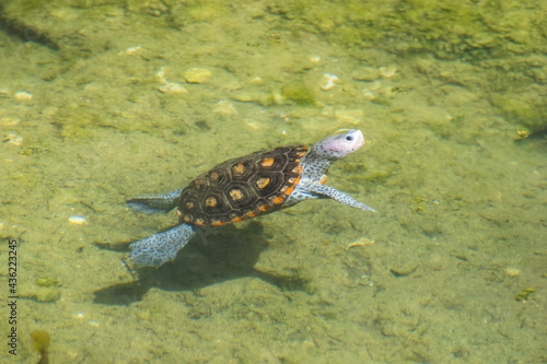 A Diamondback Terrapin floats in a small pond at a Tampa Bay conservation area. The Diamondback Terrapin is a threatened species of turtle.