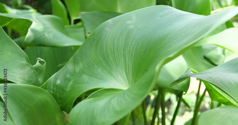 Water Hyacinth, Floating water hyacinth,Leaves of the Water Hyacinth