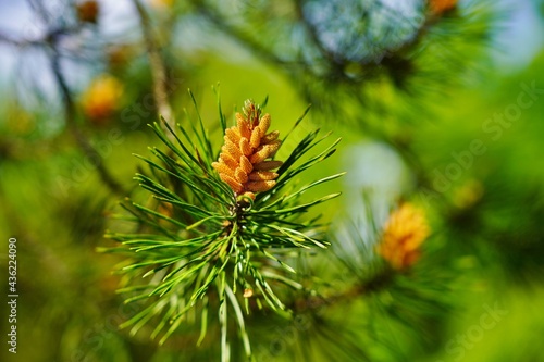 Young shoots and pine cones in the spring forest