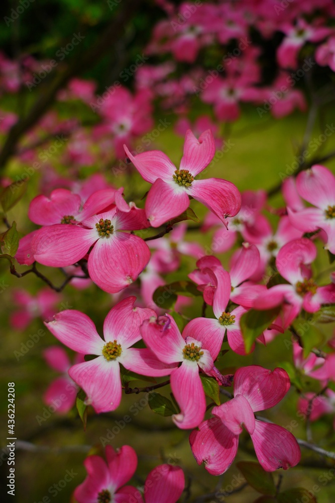 Dogwood blooming in the shade of pink. (Cornus florida) - Selective focus Dogwood blooming in the shade of pink. (Cornus florida) - Selective focus