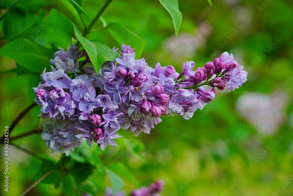 Blooming lilac flower - beautiful fragrant lilac - soft focus Blooming lilac flower - beautiful fragrant lilac - soft focus