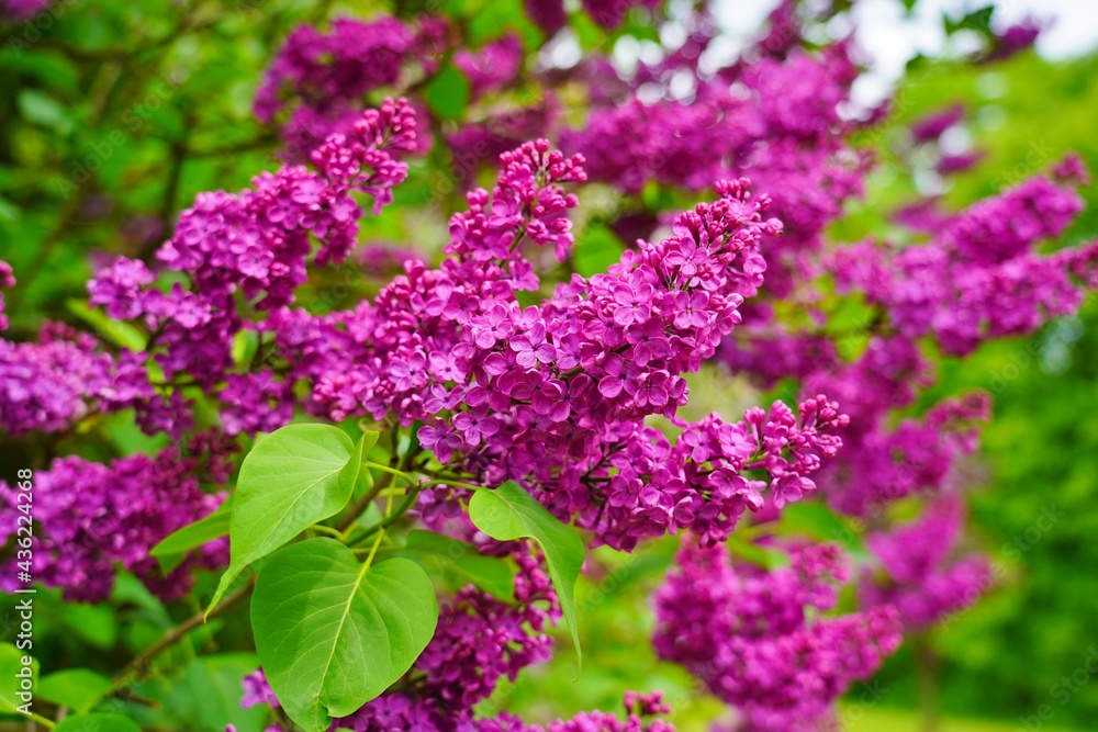 Obraz premium Blooming lilac flower - beautiful fragrant lilac - soft focus