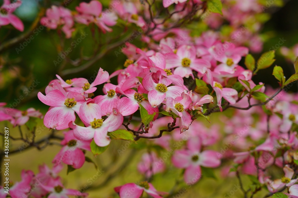 Dogwood blooming in the shade of pink. (Cornus florida) - Selective focus Dogwood blooming in the shade of pink. (Cornus florida) - Selective focus