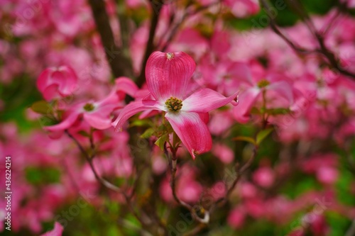 Dogwood blooming in the shade of pink. (Cornus florida) - Selective focus