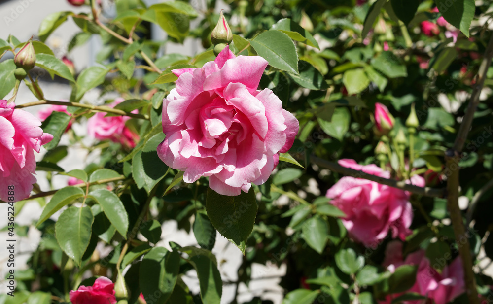 Rosier  'Mme Grégoire Staechelin' à grandes fleurs roses claires semi-doubles parfumées dans un feuillage vert mat