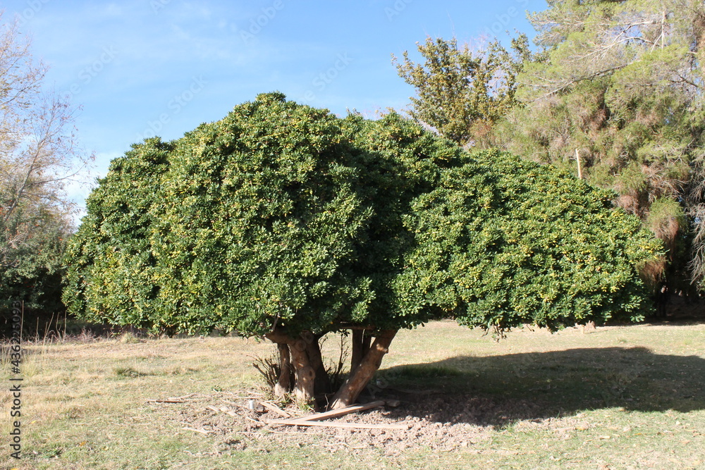 Fototapeta premium arbol atardecer vida verde campo