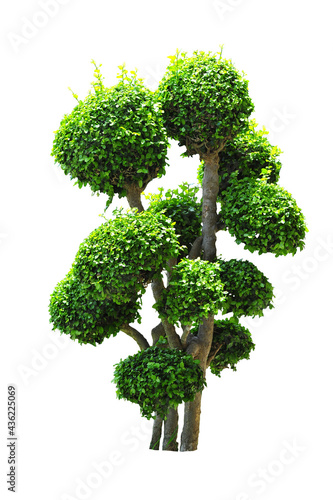 tree isolated