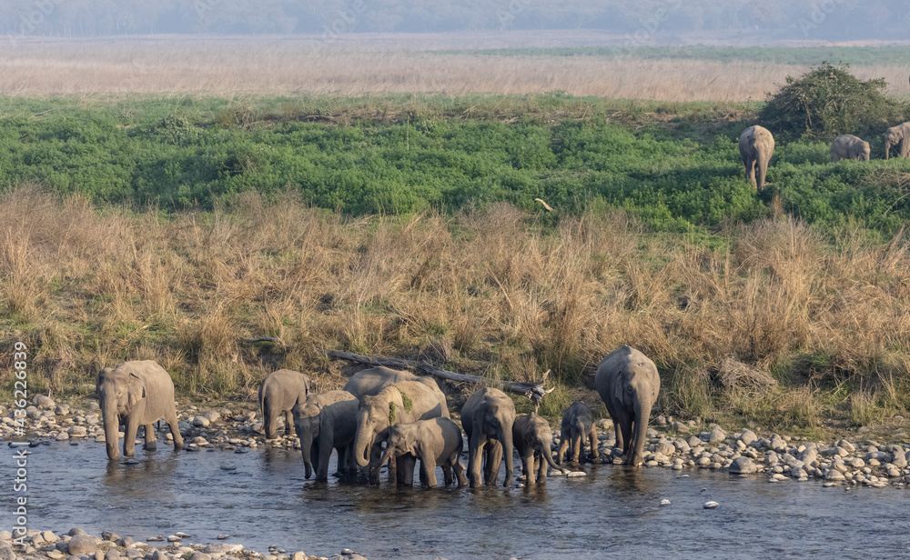 Obraz premium Herd of indian elephant (Elephas maximus indicus) crossing ram ganga river at jim corbett national park.