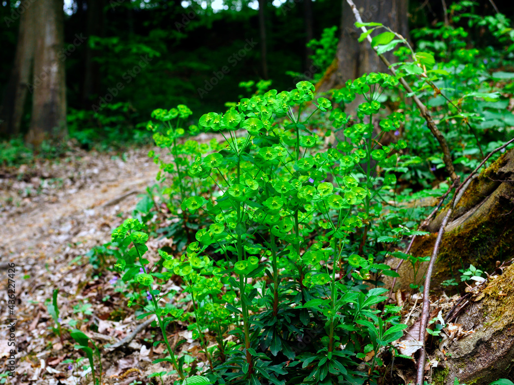 Wilczomlecz migdałolistny (Euphorbia amygdaloides L.)
Kwitnie od kwietnia do czerwca. Rośnie przeważnie w lasach bukowych, preferuje gleby wapienne. Roślina trująca, zawiera sok mleczny, który w konta Wilczomlecz migdałolistny (Euphorbia amygdaloides L.)
Kwitnie od kwietnia do czerwca. Rośnie przeważnie w lasach bukowych, preferuje gleby wapienne. Roślina trująca, zawiera sok mleczny, który w konta