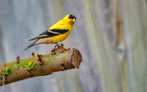 Fototapeta American goldfinch on tree branch