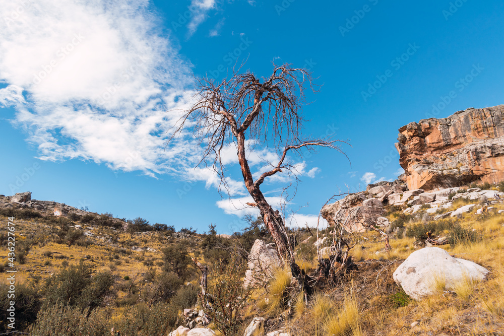 withered and burned tree in the Andes of Peru surrounded by dry vegetation with clouds and blue skies as a result of climate change withered and burned tree in the Andes of Peru surrounded by dry vegetation with clouds and blue skies as a result of climate change
