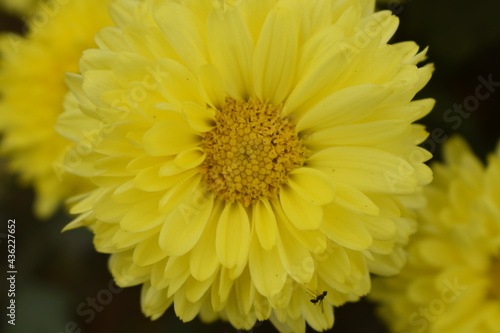 young Colorful Chrysanthemums flowers blooming in a farm .