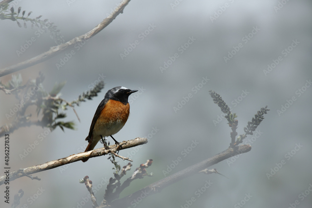 Gartenrotschwanz - Männchen - Phoenicurus phoenicurus Gartenrotschwanz - Männchen - Phoenicurus phoenicurus