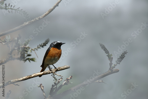 Gartenrotschwanz - Männchen - Phoenicurus phoenicurus