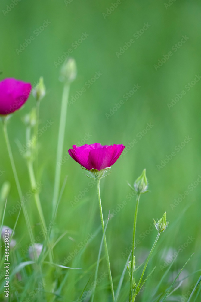 Obraz premium red poppy flower