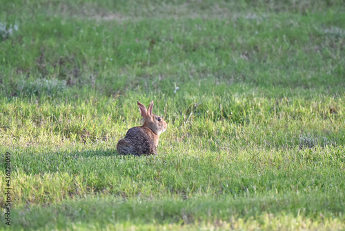 cute wild rabbit in the meadow © Pam