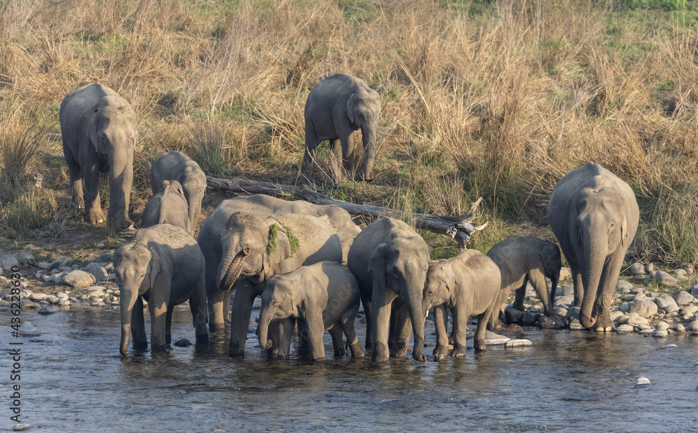 Fototapeta premium Herd of indian elephant (Elephas maximus indicus) crossing ram ganga river at jim corbett national park.