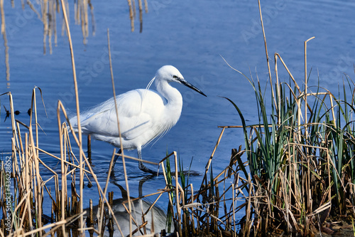 Seidenreiher beim Waten in Schilfgebiet photo