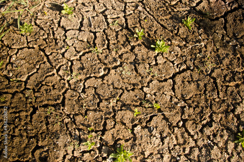 gray ground, dry, very little grass, World Day to Combat Desertification and Drought