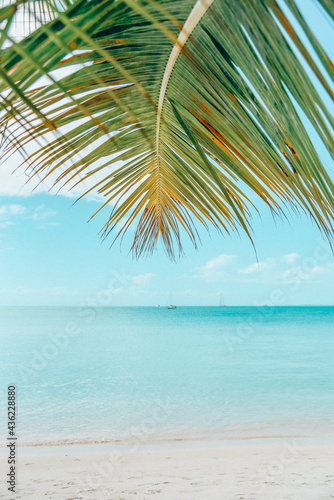 Underneath a big green palm leaf at the beach looking at the ocean water © Salty Pineapple