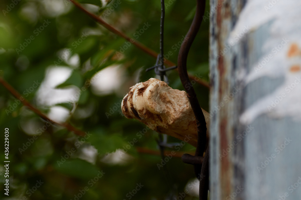 An old yellowed broken and gnawed large bone sticks out from behind the fence against the background of barbed wire and green trees. The remains of a human or animal in an abandoned place. An old yellowed broken and gnawed large bone sticks out from behind the fence against the background of barbed wire and green trees. The remains of a human or animal in an abandoned place.
